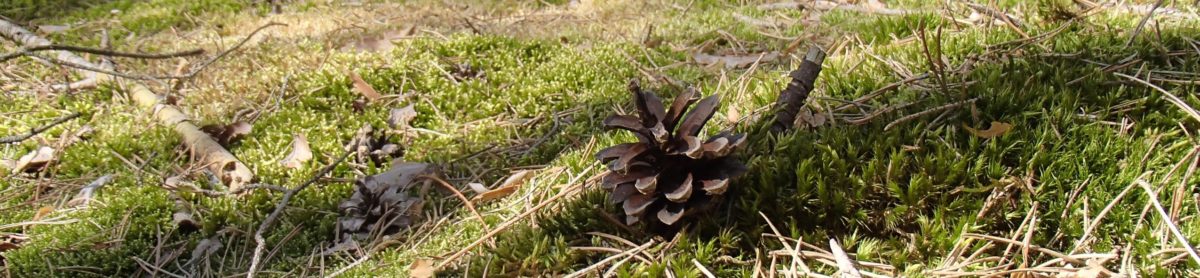 Pinecone Concepts